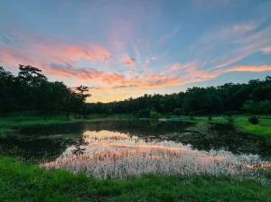 Pond at sunset